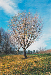 Autumn Gold Ginkgo (Ginkgo biloba 'Autumn Gold') at Peter Knippel Garden Centre