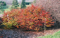 Sparkle Japanese Barberry (Berberis thunbergii 'Sparkle') at Lakeshore Garden Centres