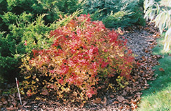Golden Princess Spirea (Spiraea japonica 'Golden Princess') at Lakeshore Garden Centres