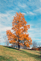 Urban Elm (Ulmus 'Urban') at Lakeshore Garden Centres