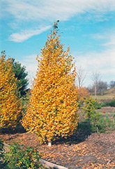 Whitespire Birch (Betula populifolia 'Whitespire') at The Mustard Seed
