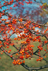 Coral Cascade Flowering Crab (Malus 'Coral Cascade') at Lakeshore Garden Centres