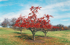 Ralph Shay Flowering Crab (Malus 'Ralph Shay') at Lakeshore Garden Centres