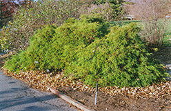 Dwarf Threadleaf Falsecypress (Chamaecyparis pisifera 'Filifera Nana') at Lakeshore Garden Centres
