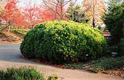 Alpenglow Mugo Pine (Pinus mugo 'Alpenglow') at Lakeshore Garden Centres
