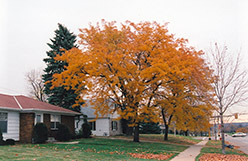 Thornless Honeylocust (Gleditsia triacanthos 'var. inermis') at Lakeshore Garden Centres
