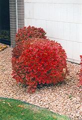 Bailey Compact Highbush Cranberry (Viburnum trilobum 'Bailey Compact') at Golden Acre Home & Garden
