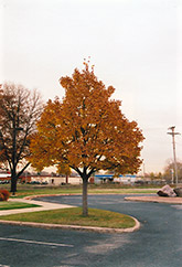 Olympic Linden (Tilia cordata 'Olympic') at Lakeshore Garden Centres