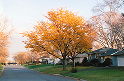 Imperial Honeylocust (Gleditsia triacanthos 'Impcole') at Peter Knippel Garden Centre