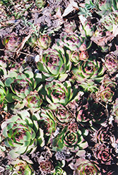 Kalinda Hens And Chicks (Sempervivum 'Kalinda') at Peter Knippel Garden Centre