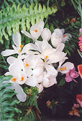 Jeanne D'Arc Crocus (Crocus 'Jeanne D'Arc') at Lakeshore Garden Centres