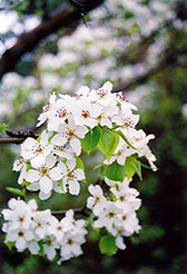 Ussurian Pear (Pyrus ussuriensis) at Lakeshore Garden Centres