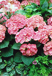 Merritt's Supreme Hydrangea (Hydrangea macrophylla 'Merritt's Supreme') at Lakeshore Garden Centres