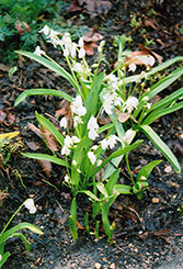 White Spring Squills (Scilla sibirica 'Alba') at Peter Knippel Garden Centre