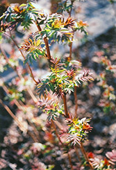 False Spirea (Sorbaria sorbifolia) at Peter Knippel Garden Centre