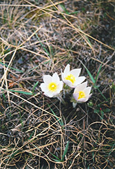 Prairie Pasque Flower (Anemone patens) at Lakeshore Garden Centres