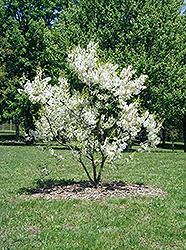 Yellowhorn (Xanthoceras sorbifolium) at Lakeshore Garden Centres