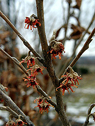 Christmas Cheer Witchhazel (Hamamelis vernalis 'Christmas Cheer') at Lakeshore Garden Centres