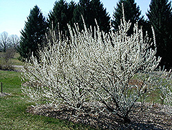 White Nanking Cherry (Prunus tomentosa 'Leucocarpa') at Lakeshore Garden Centres