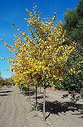 Golden Cascade Linden (Tilia cordata 'Golden Cascade') at Lakeshore Garden Centres