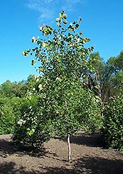 Sabre Bigtooth Aspen (Populus grandidentata 'Sabre') at Lakeshore Garden Centres