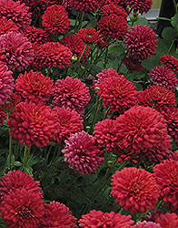 Power Surge Chrysanthemum (Chrysanthemum 'Jefsurge') at Lakeshore Garden Centres