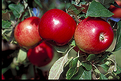State Fair Apple (Malus 'State Fair') at Lakeshore Garden Centres