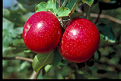 Beacon Apple (Malus 'Beacon') at Lakeshore Garden Centres