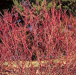 Isanti Dogwood (Cornus sericea 'Isanti') at Lakeshore Garden Centres