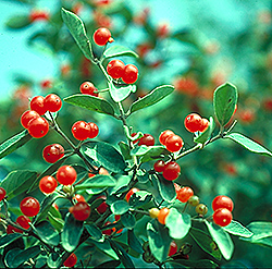 Freedom Honeysuckle (Lonicera tatarica 'Freedom') at Lakeshore Garden Centres