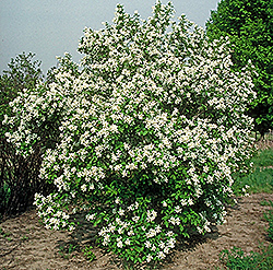 Northern Pearls Korean Pearlbush (Exochorda serratifolia 'Northern Pearls') at Lakeshore Garden Centres