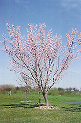 Moongold Apricot (Prunus 'Moongold') at Lakeshore Garden Centres