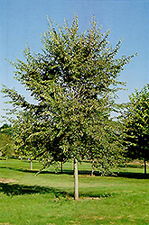 Homestead Elm (Ulmus 'Homestead') at Lakeshore Garden Centres