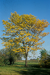 Northern Acclaim Honeylocust (Gleditsia triacanthos 'Harve') at Lakeshore Garden Centres