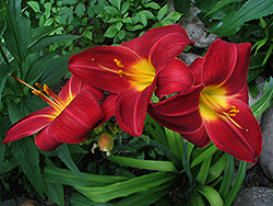 Gato Daylily (Hemerocallis 'Gato') at Lakeshore Garden Centres