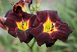 Midnight Meeting Hayfield Daylily (Hemerocallis 'Midnight Meeting Hayfield') at Lakeshore Garden Centres