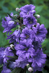 Bernice Bellflower (Campanula trachelium 'Bernice') at Lakeshore Garden Centres