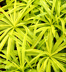 Kelly's Gold Bellflower (Campanula persicifolia 'Kelly's Gold') at Lakeshore Garden Centres
