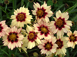 Autumn Blush Tickseed (Coreopsis 'Autumn Blush') at Lakeshore Garden Centres