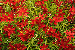 Cherry Lemonade Tickseed (Coreopsis 'Cherry Lemonade') at Lakeshore Garden Centres