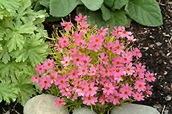 Pink Lemonade Tickseed (Coreopsis 'Pink Lemonade') at Lakeshore Garden Centres