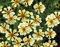 Pinwheel Tickseed (Coreopsis 'Pinwheel') at Lakeshore Garden Centres