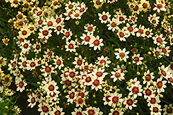 Snowberry Tickseed (Coreopsis 'Snowberry') at Lakeshore Garden Centres