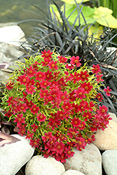 Strawberry Lemonade Tickseed (Coreopsis 'Strawberry Lemonade') at Lakeshore Garden Centres
