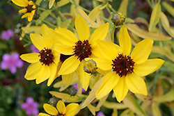 Lightning Flash Tickseed (Coreopsis tripteris 'Lightning Flash') at Lakeshore Garden Centres