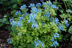 Golden Panda Corydalis (Corydalis flexuosa 'Golden Panda') at Lakeshore Garden Centres