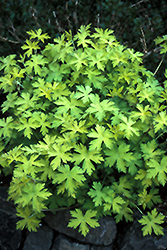 Ann Folkard Cranesbill (Geranium 'Ann Folkard') at Lakeshore Garden Centres