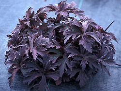 Midnight Reiter Cranesbill (Geranium pratense 'Midnight Reiter') at Lakeshore Garden Centres