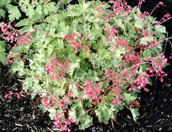 Monet Coral Bells (Heuchera sanguinea 'Monet') at Lakeshore Garden Centres