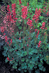 Magic Wand Coral Bells (Heuchera 'Magic Wand') at Lakeshore Garden Centres
